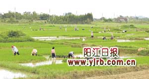       在岗列街道那格村的田野上，上百名村民忙着补种晚稻。周辑 摄