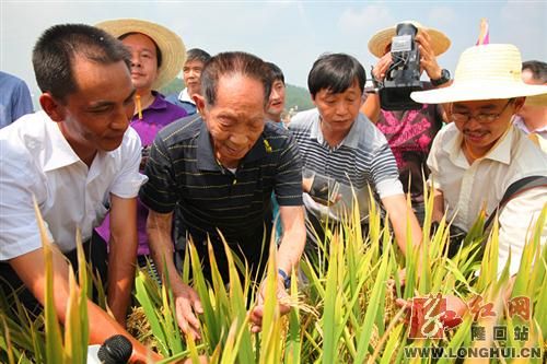 袁隆平（前排左二）察看超级稻高产攻关情况。 资料图